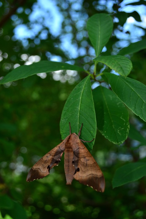DSC_1088