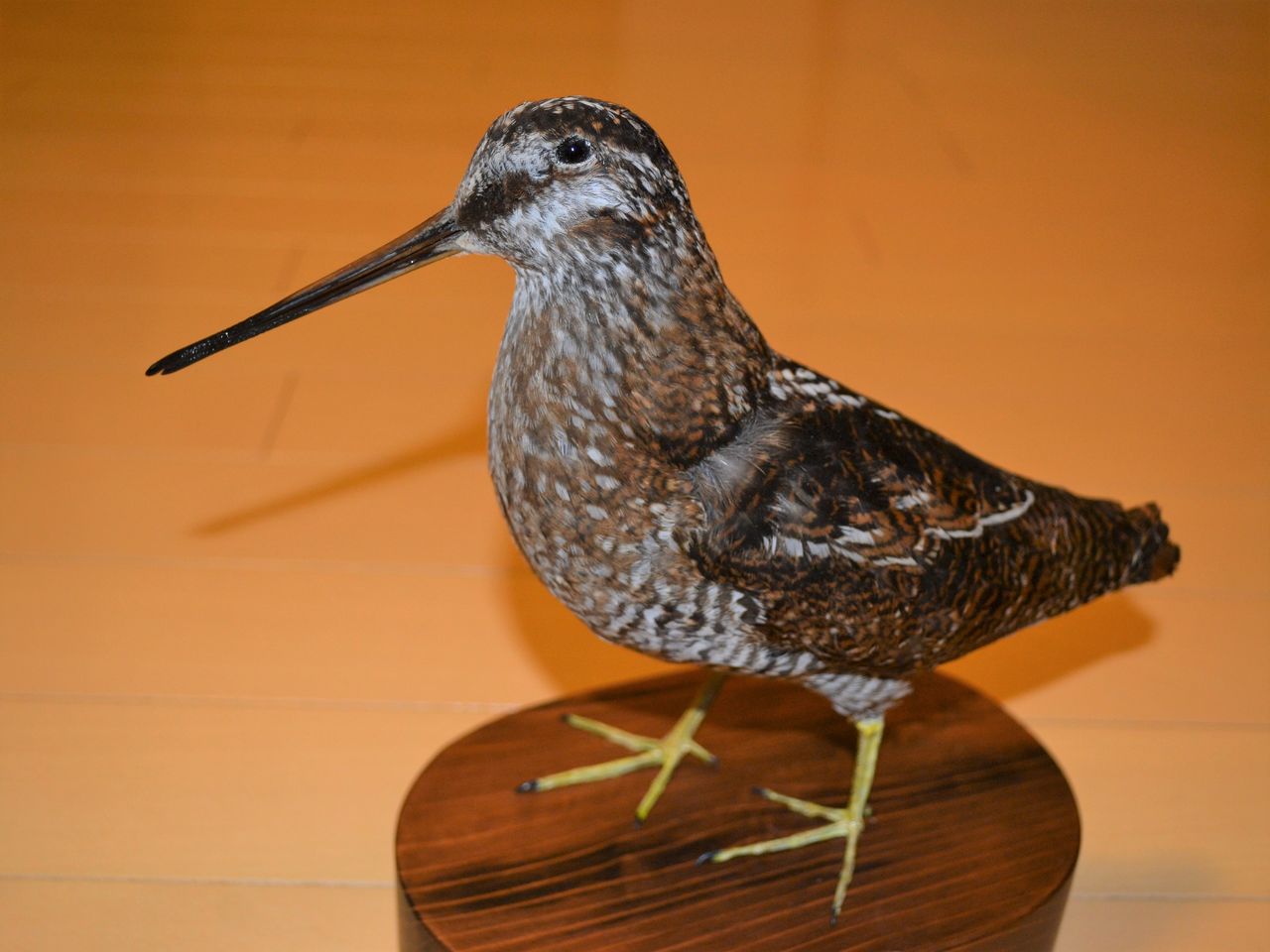 登校前 : ぼくと野鳥と日常 ヤマシギ剥製