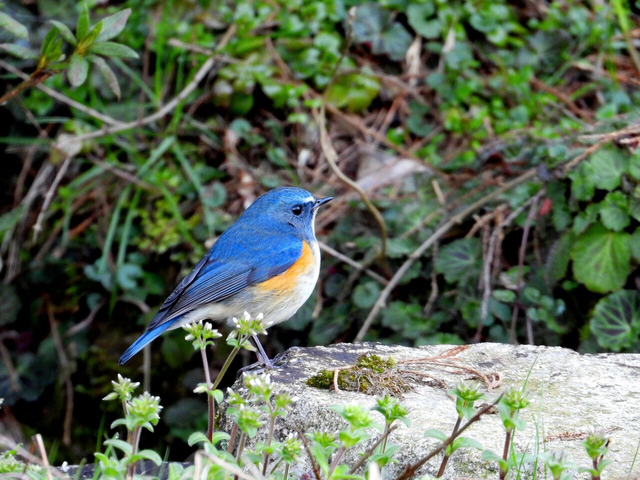 3月の青い鳥 : ぼくと野鳥と日常