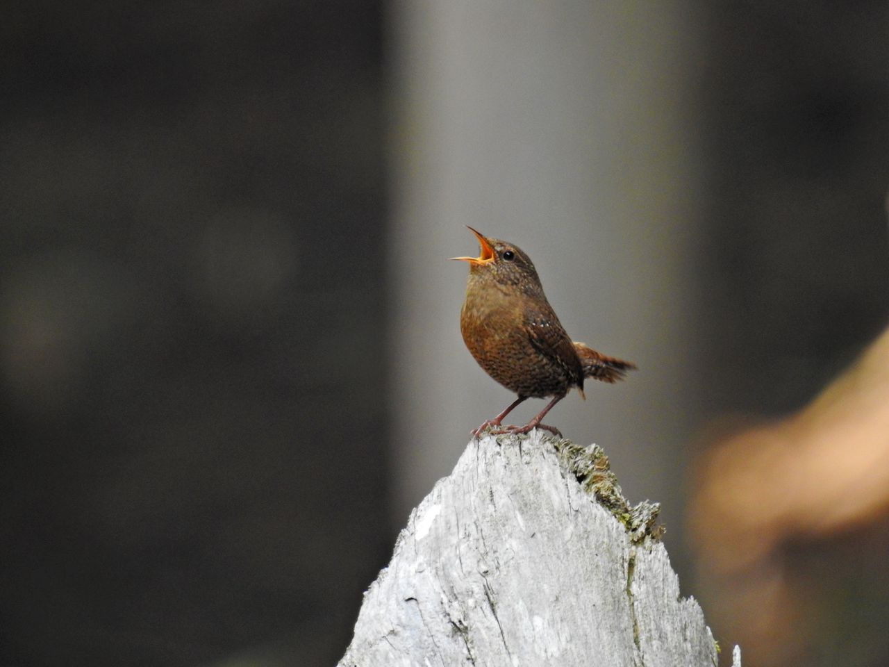 春の鳥たち ぼくと野鳥と日常 春の鳥たち ぼくと野鳥と日常