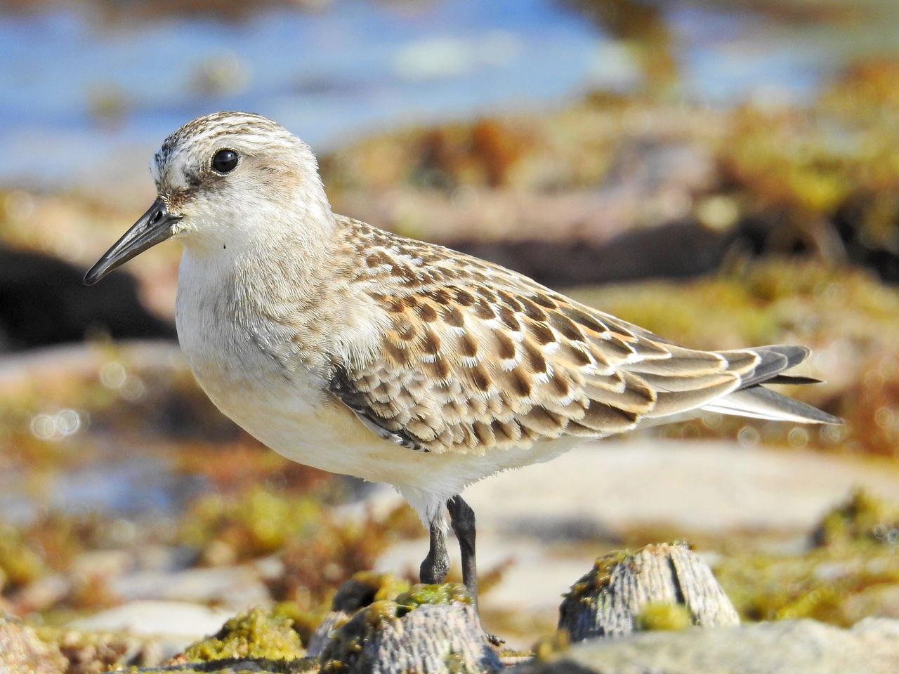 シギとチドリと夫 ぼくと野鳥と日常