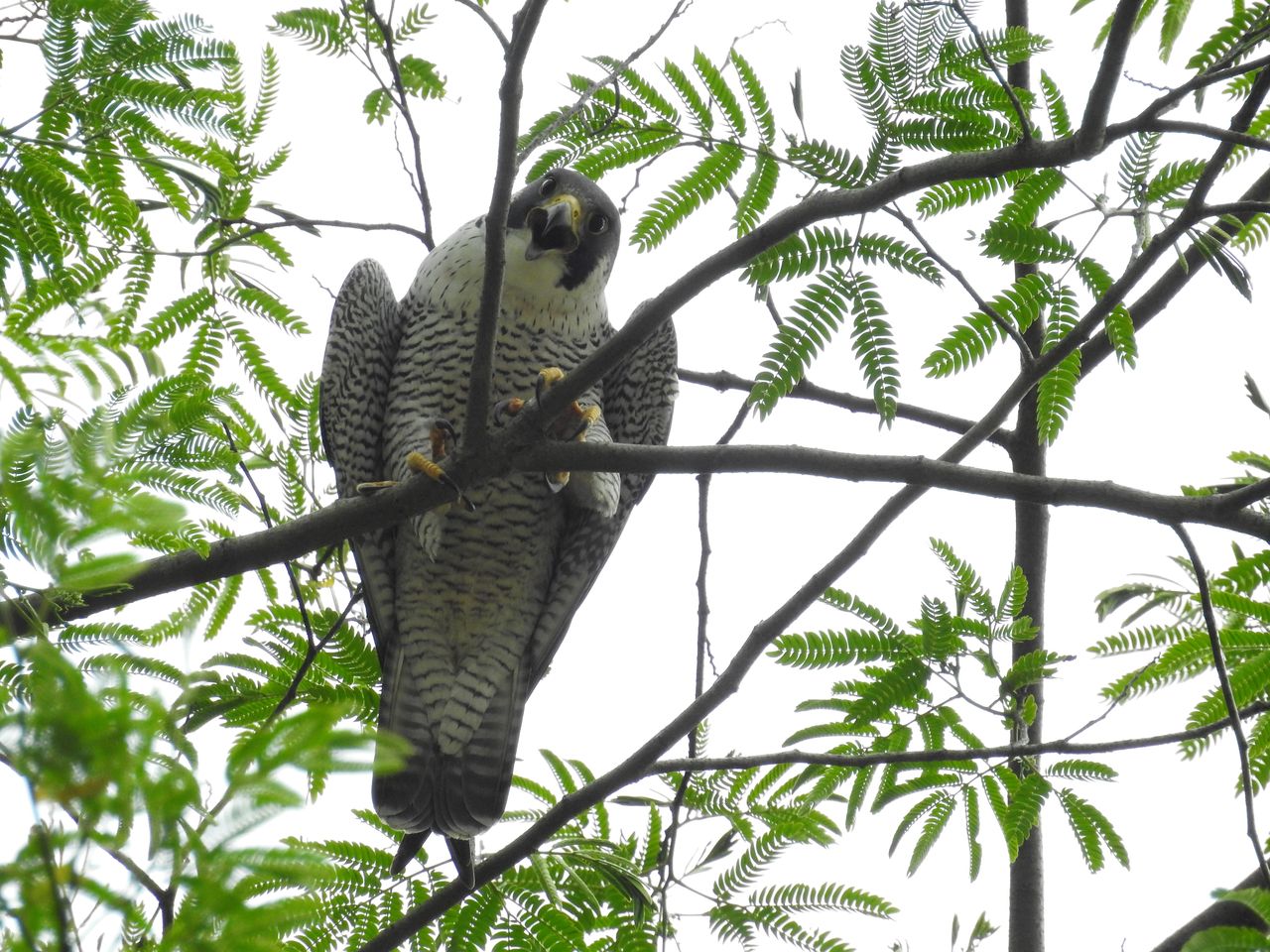 ok0330さま専用 ハヤブサとオオルリ 木彫りの野鳥　野鳥彫刻 猛禽類の彫刻 シロハヤブサ バードカービング 木彫りの野鳥 野鳥