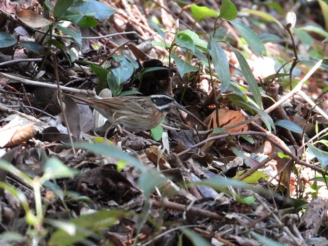 DSCN0721_00001