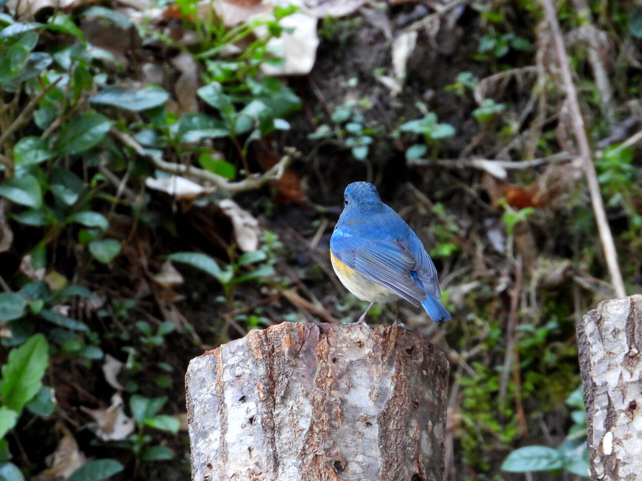 3月の青い鳥 : ぼくと野鳥と日常