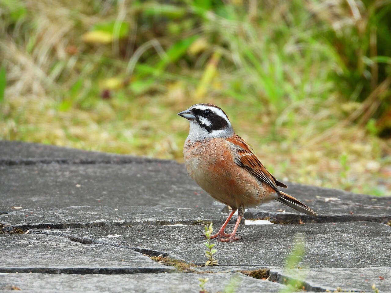 ホオジロの巣立ち ぼくと野鳥と日常 ホオジロの巣立ち ぼくと野鳥と日常