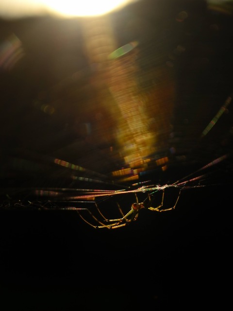 DSC_2208_00001