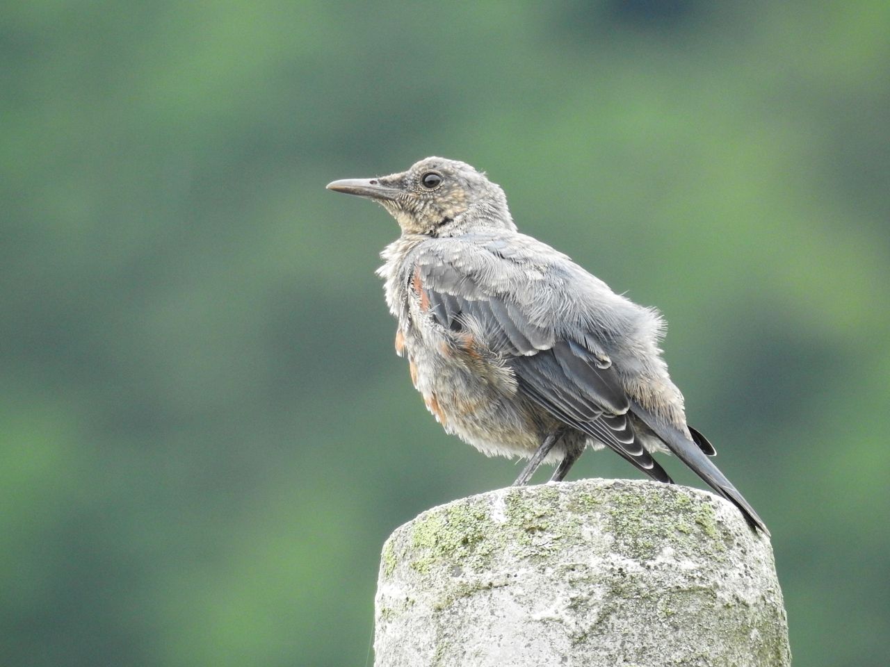 家の周りの鳥たち ぼくと野鳥と日常