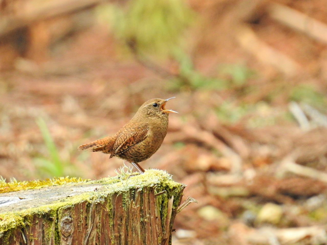 ミソサザイ ぼくと野鳥と日常