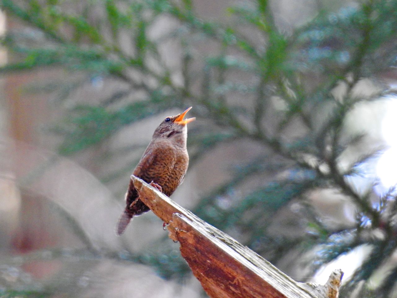 春の鳥たち ぼくと野鳥と日常 春の鳥たち ぼくと野鳥と日常