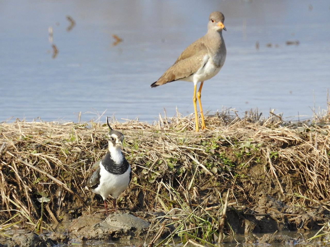 タゲリとケリ ぼくと野鳥と日常