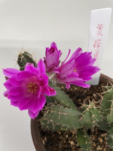 サボテンの花が咲きました Shinshiraokaのblog