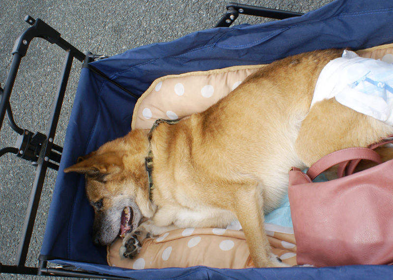 9月の軽トラ市 手作り品 しんしろ軽トラ市