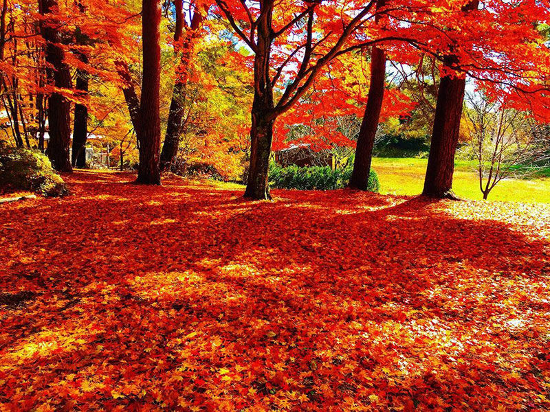 高原の町は紅葉いっぱい 4 信州 富士見高原 今日も晴れ 高原の町は紅葉いっぱい 4 信州 富士見高原 今日も晴れ