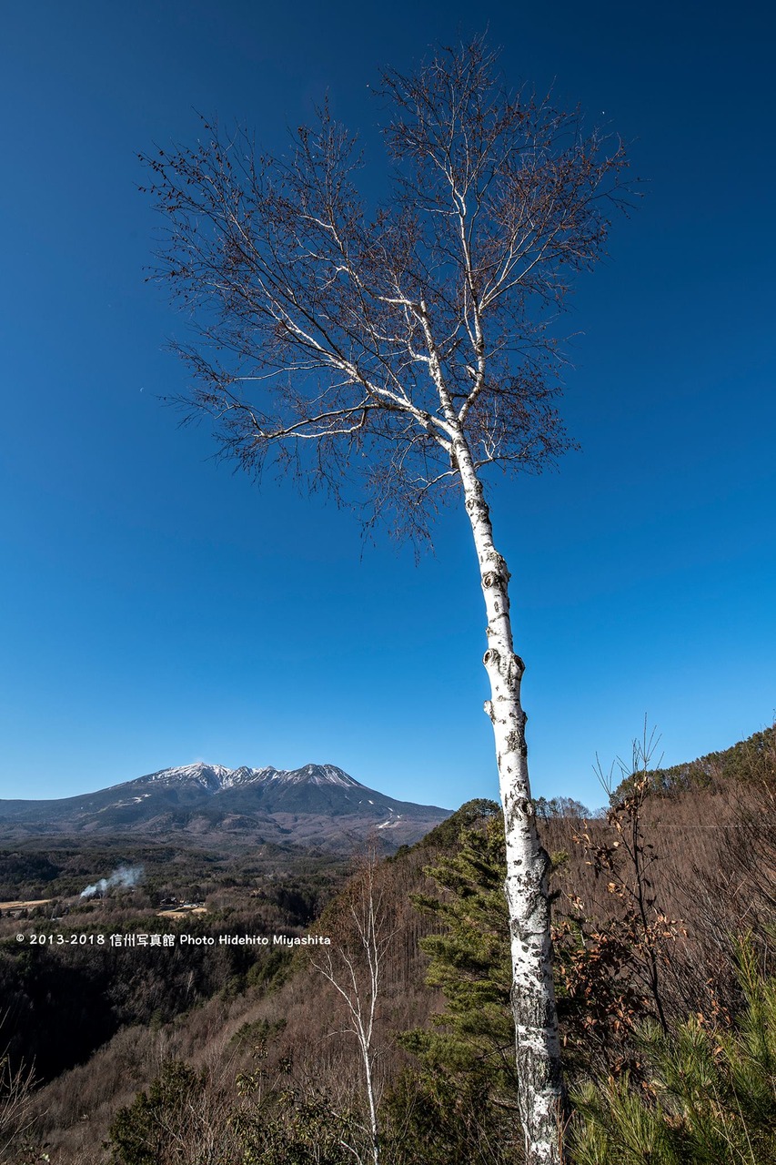 白樺と御嶽山