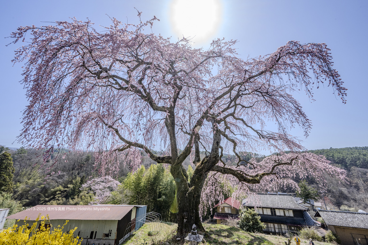 20250409-_DSC0485 のコピー