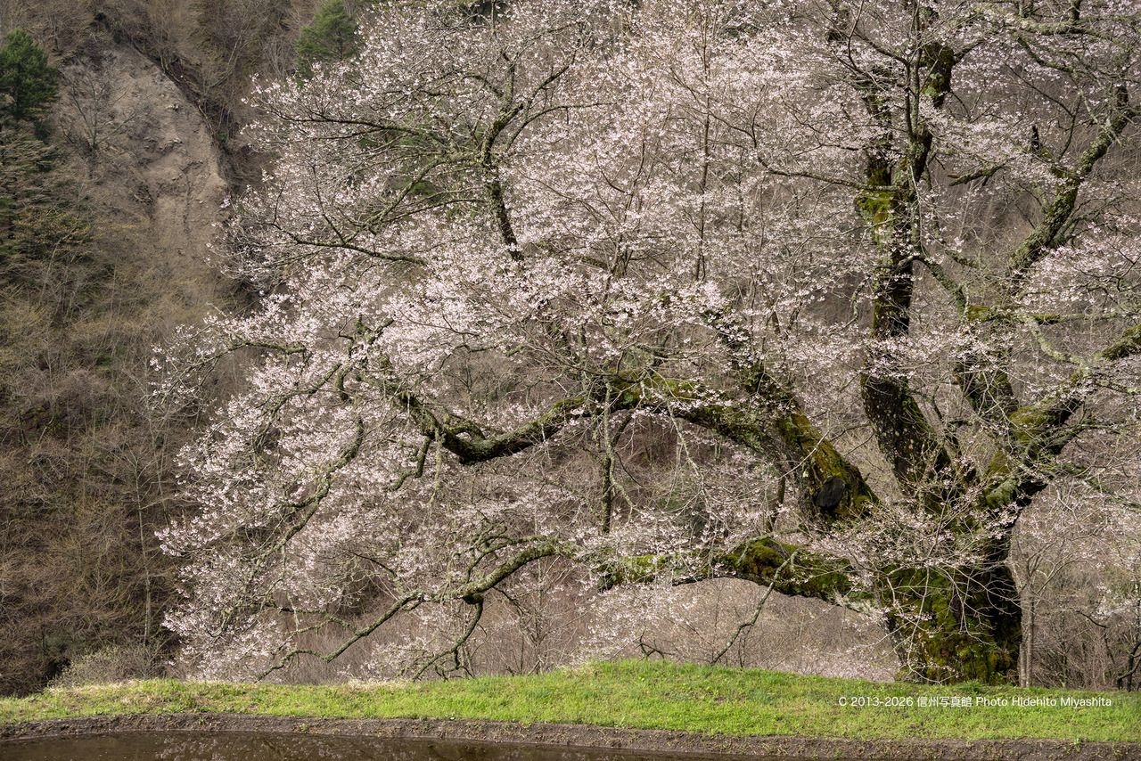 20260411-_DSC7799 のコピー