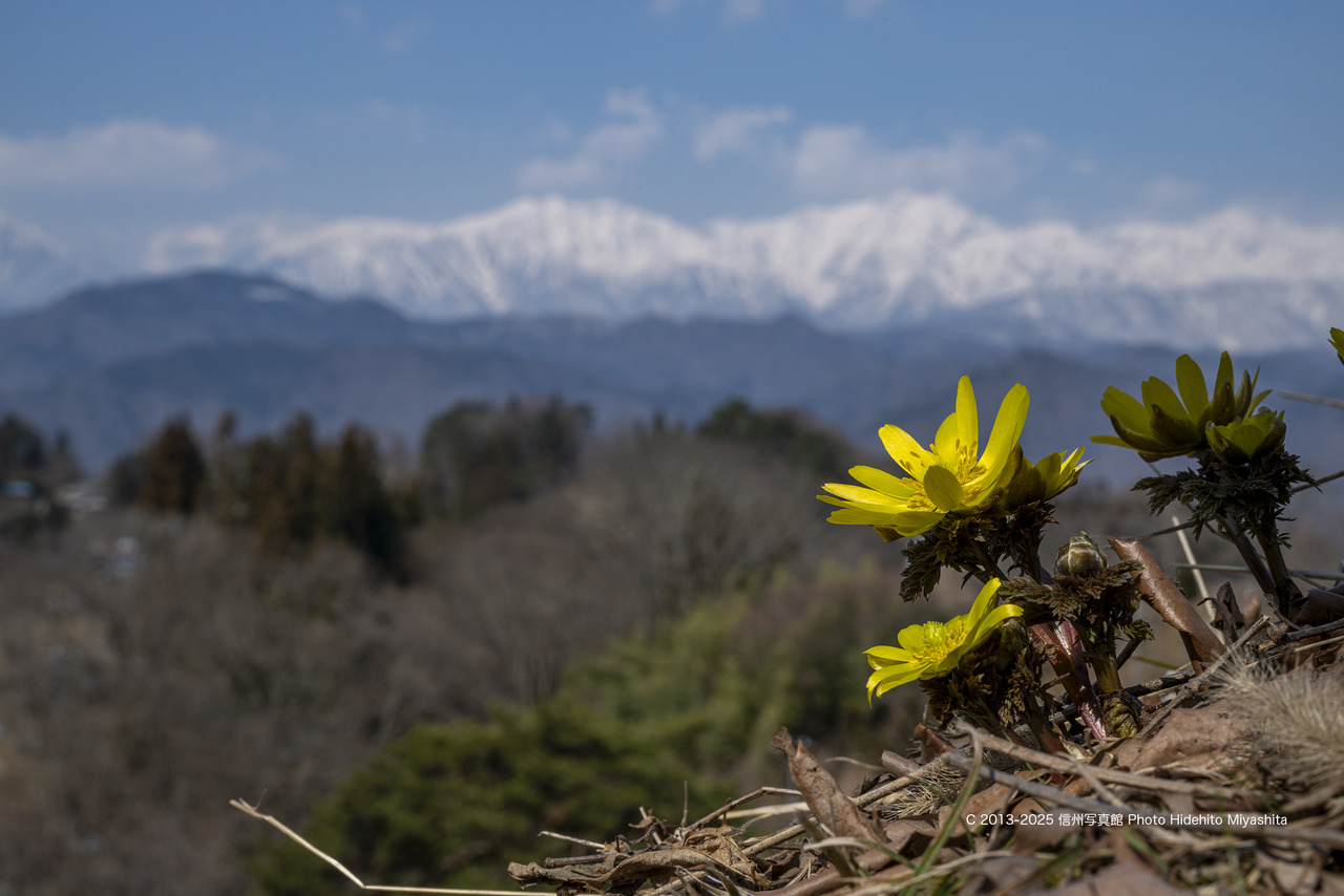 20250322-DSC_7373 のコピー