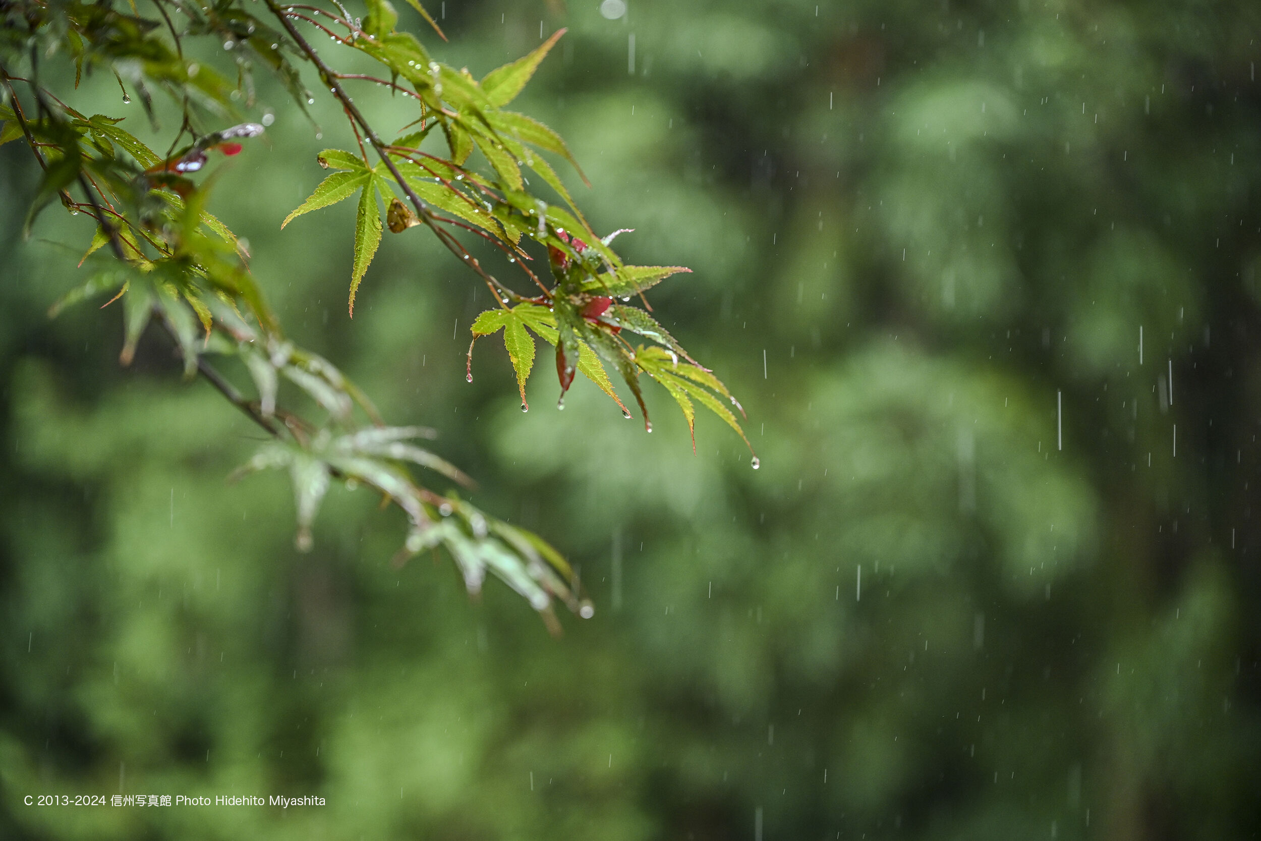 雨降り : 信州写真館