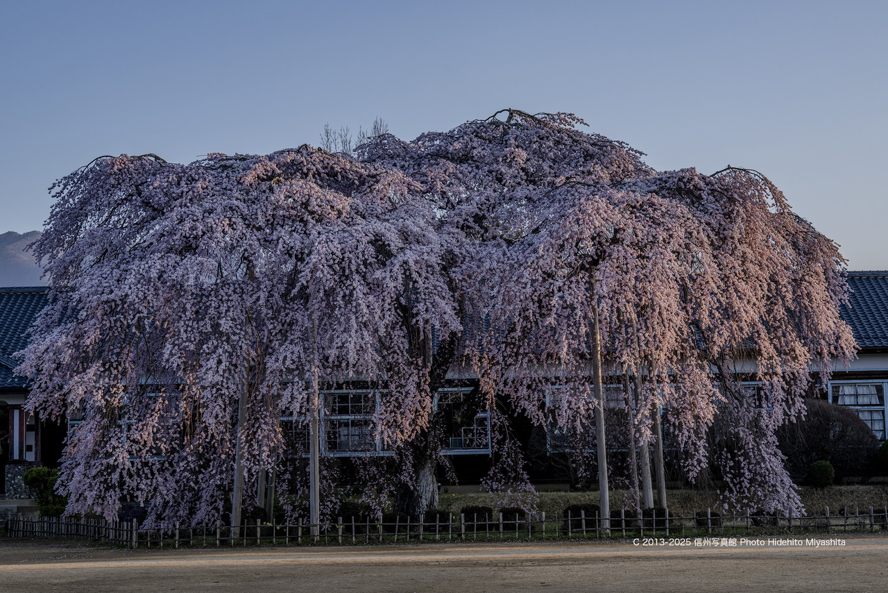 20250409-_DSC0292 のコピー