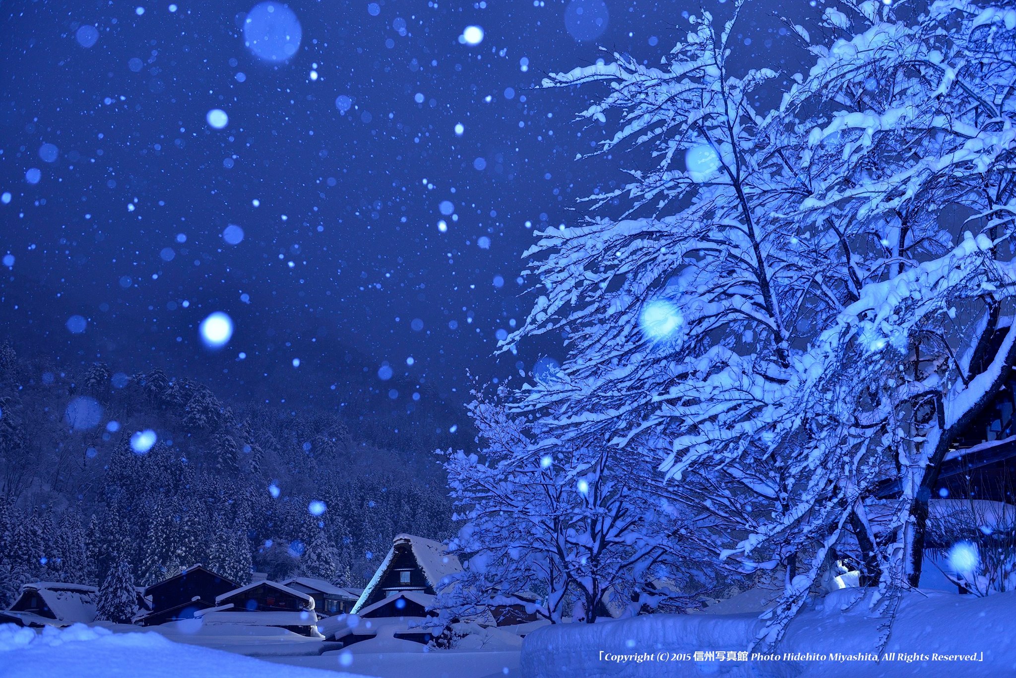 冬雪里冰清玉洁的树高清图片下载-正版图片500687519-摄图网