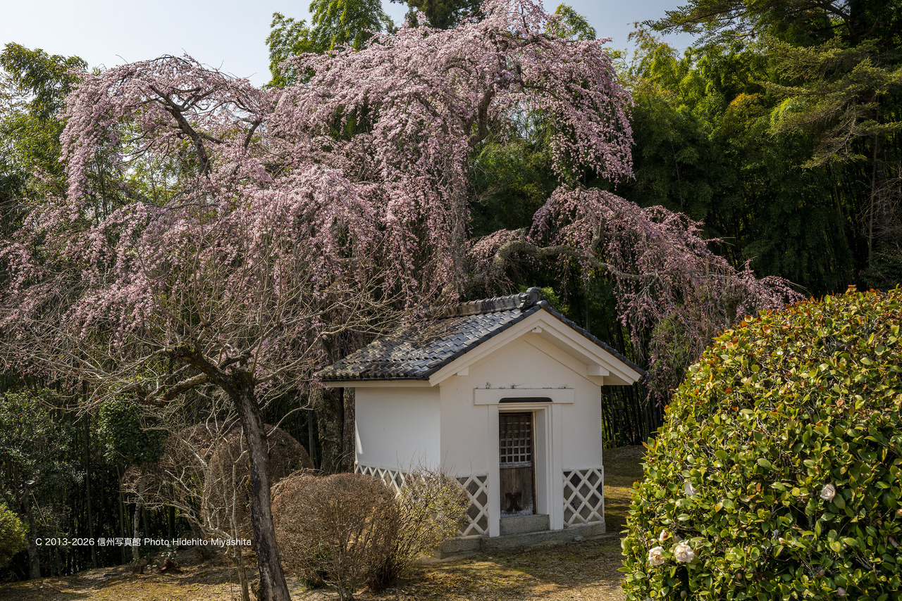 20260328-_DSC5307 のコピー