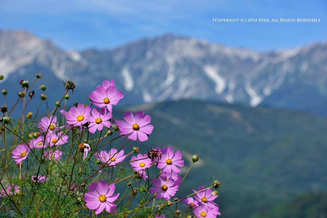 コスモスの季節
