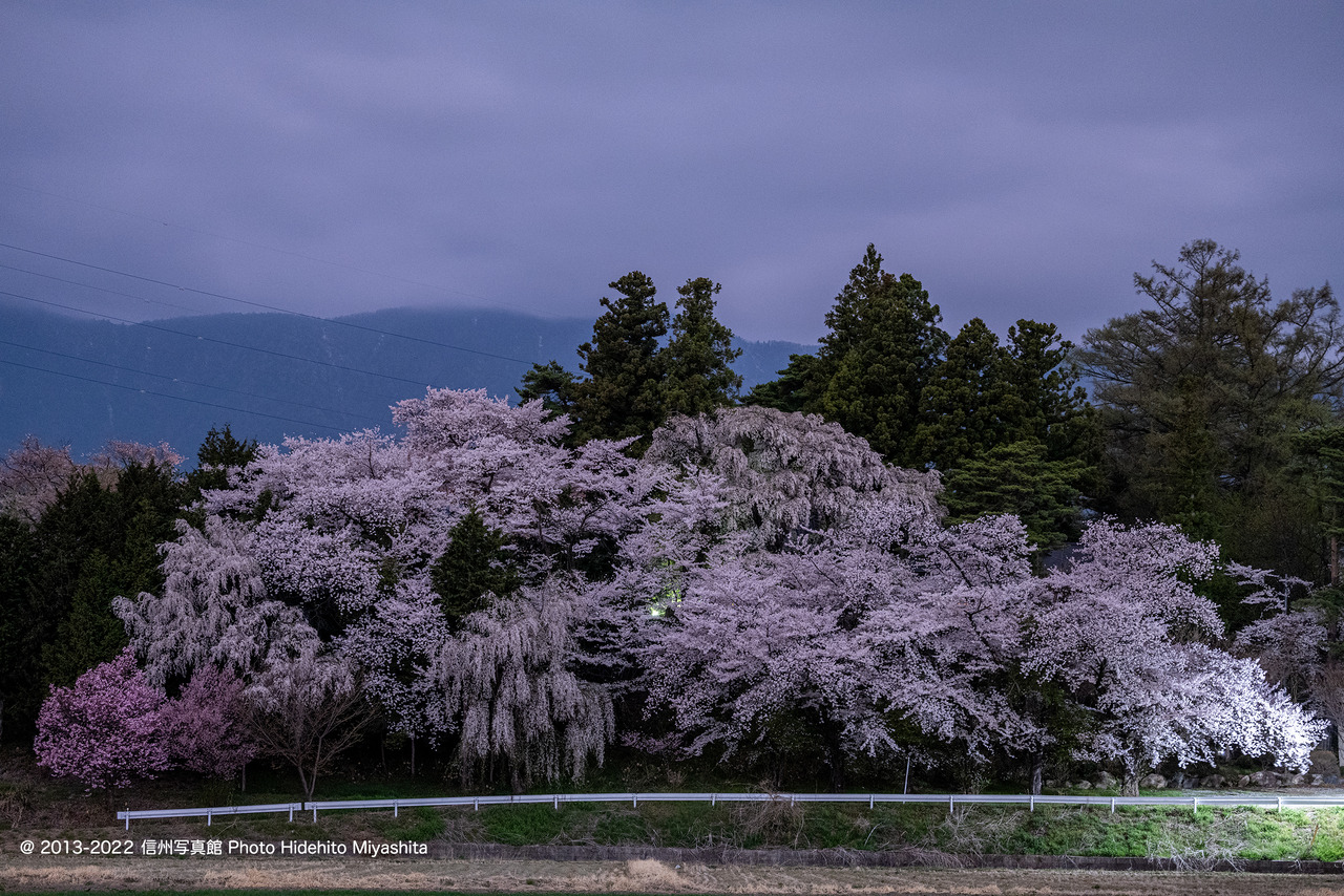 桜の山_20220413-_DSC1381