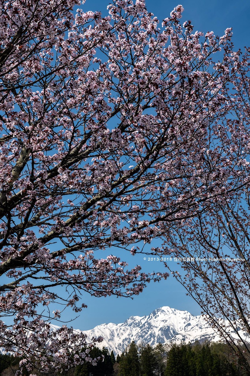 桜に包まれて