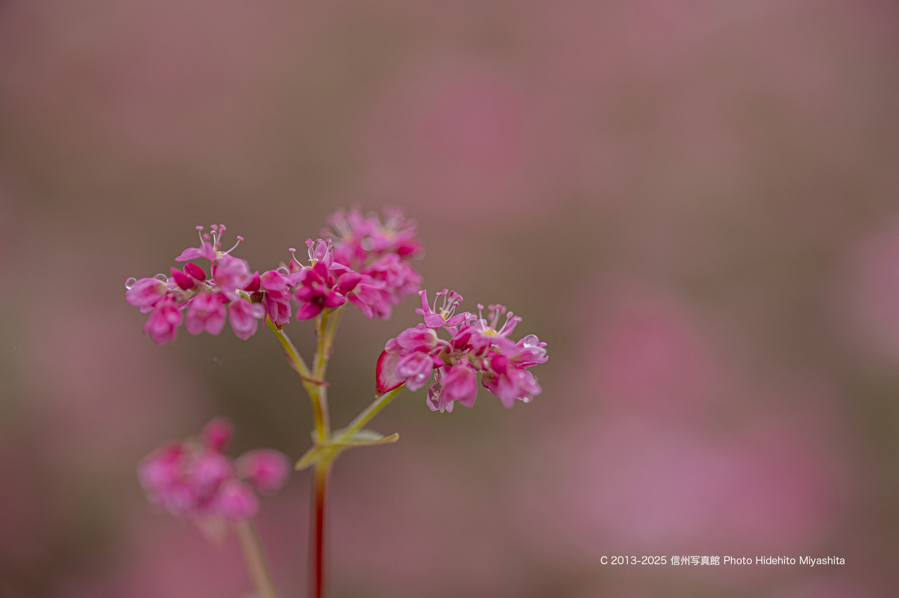 20251005-_DSC0913 のコピー