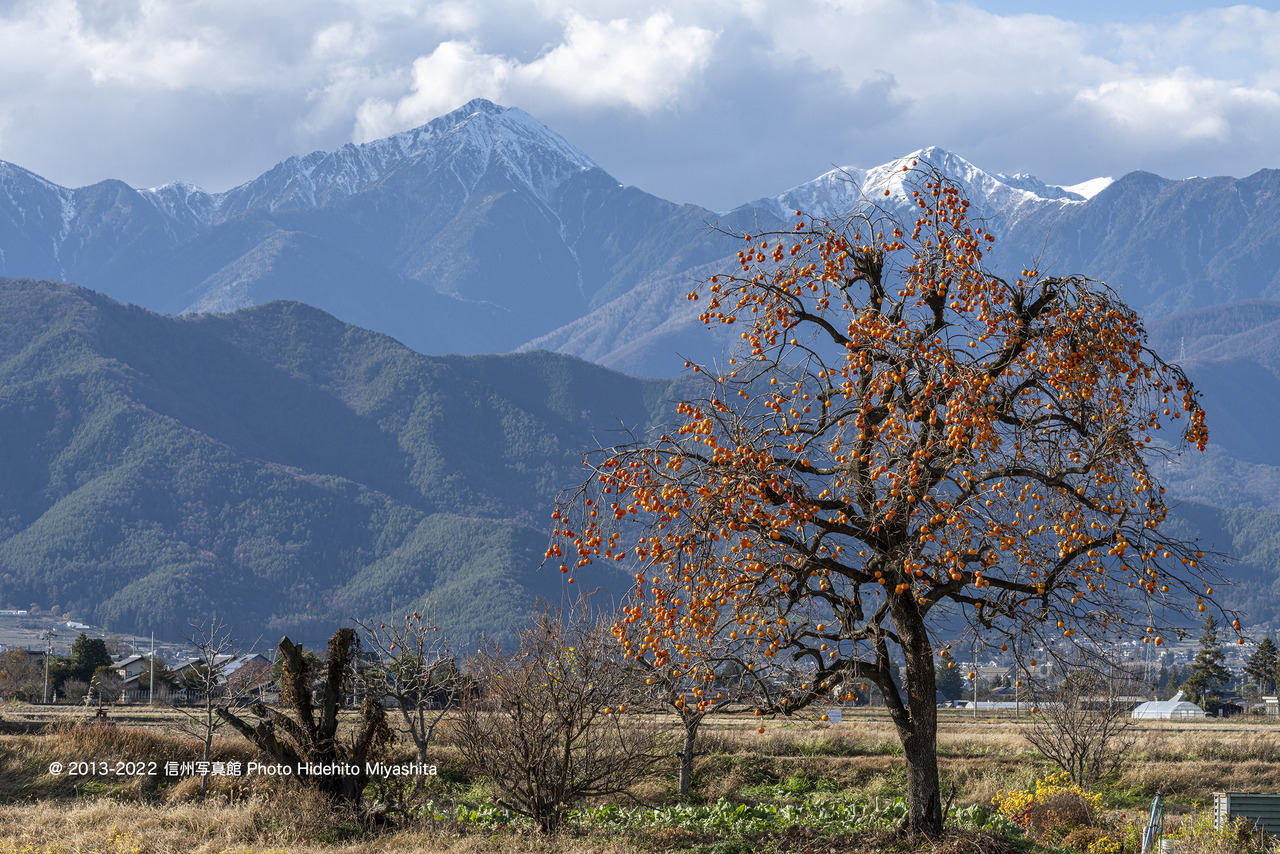 柿と常念岳_20221126-_DSC3044