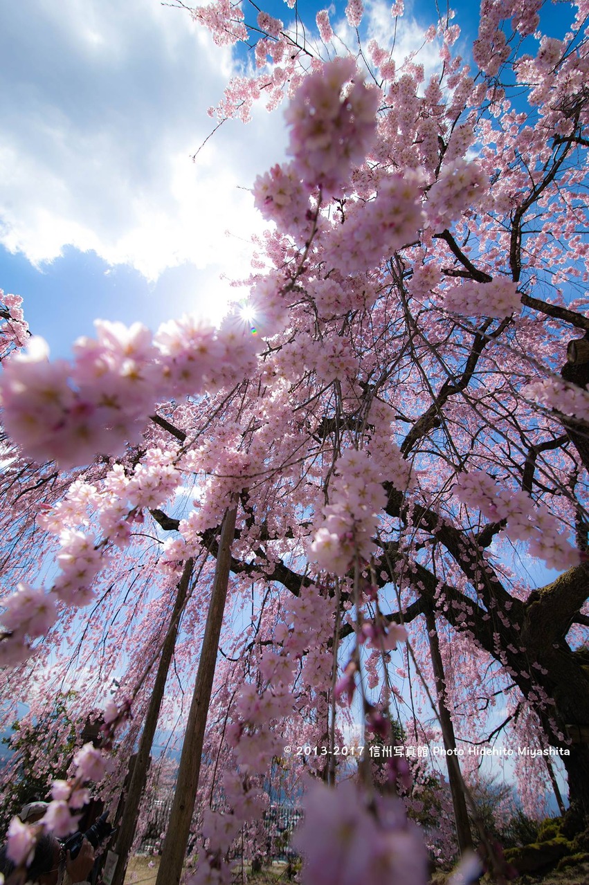 麻績の里舞台桜 2017…