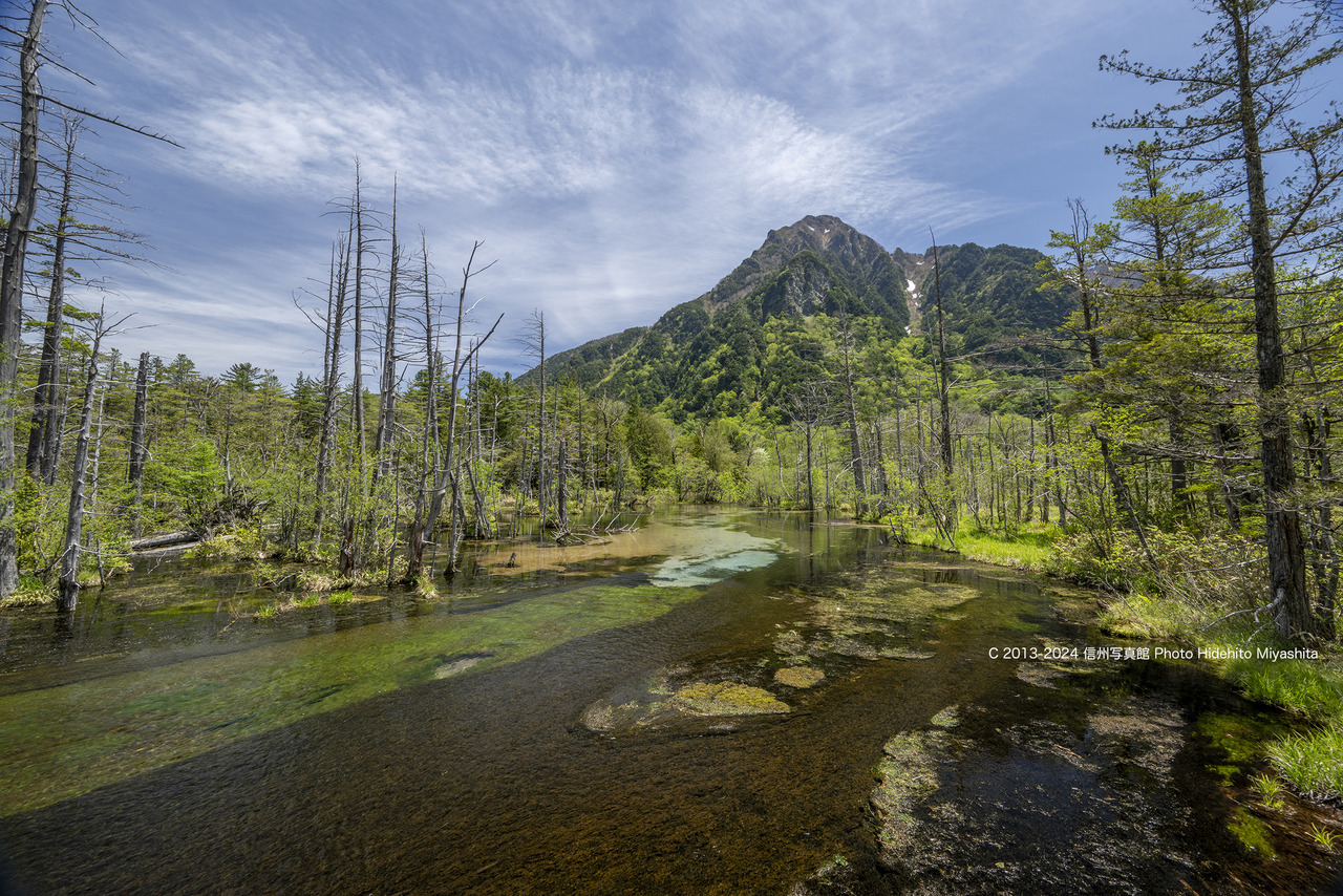 岳沢湿原の新緑20240525-_DSC3252 のコピー
