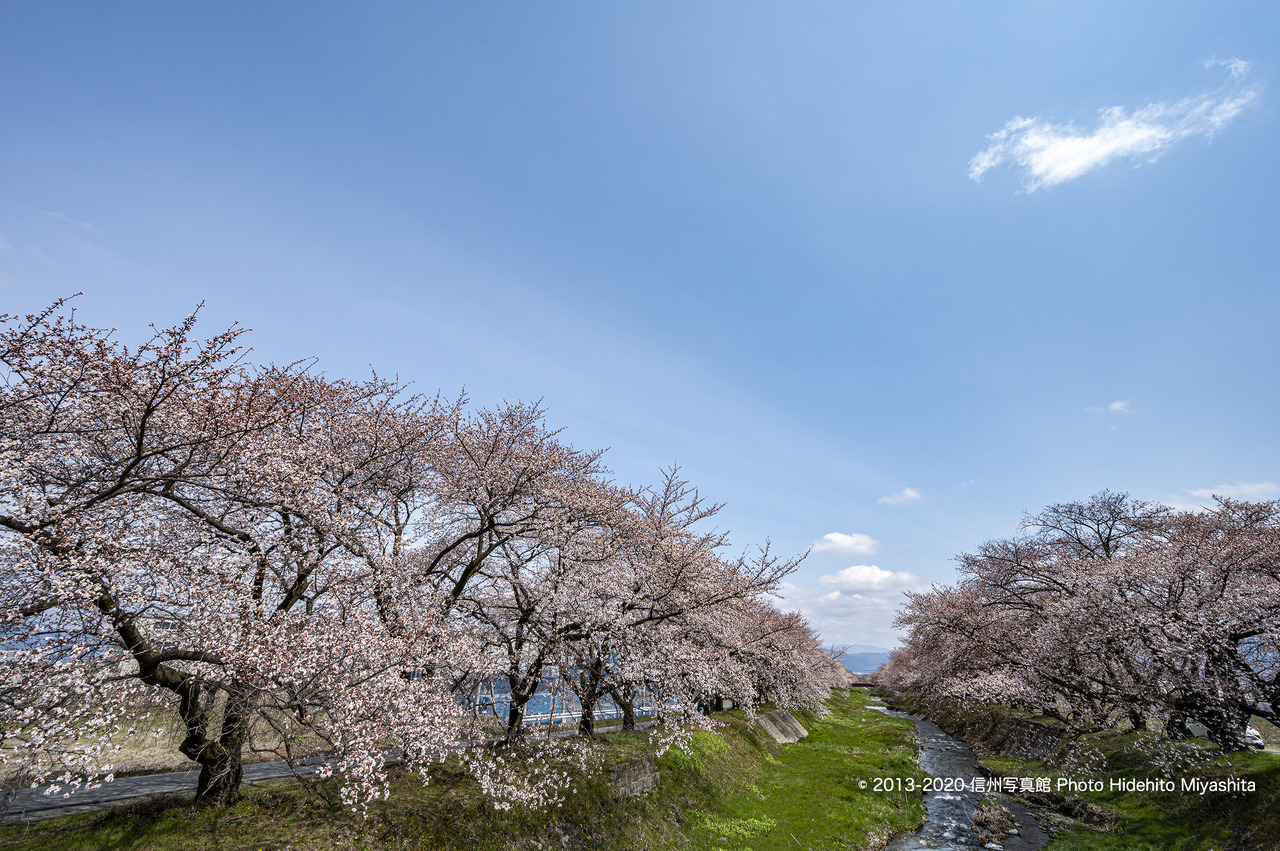 黒沢川の春_20200412-DSC_9628