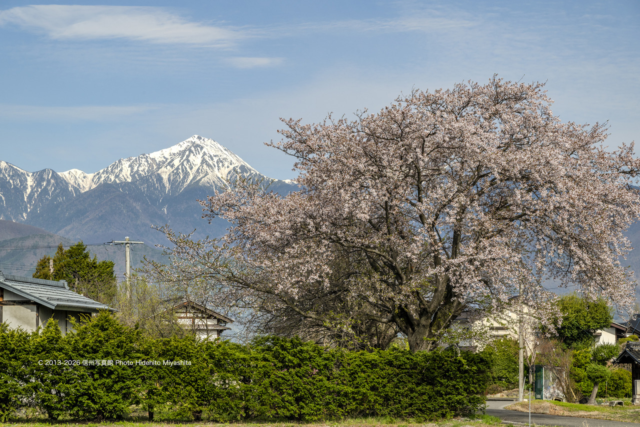 20260414-_DSC8304 のコピー