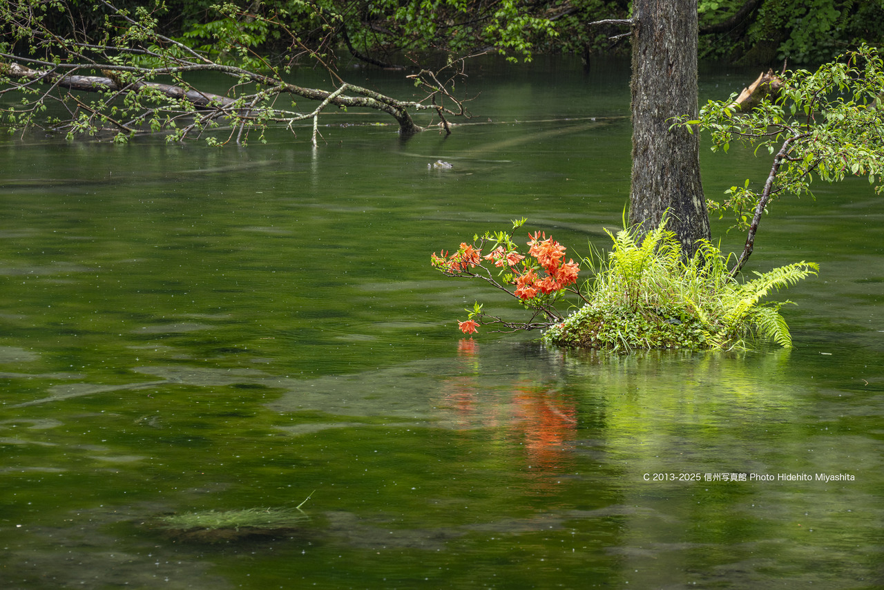 20250615-_DSC9560 のコピー