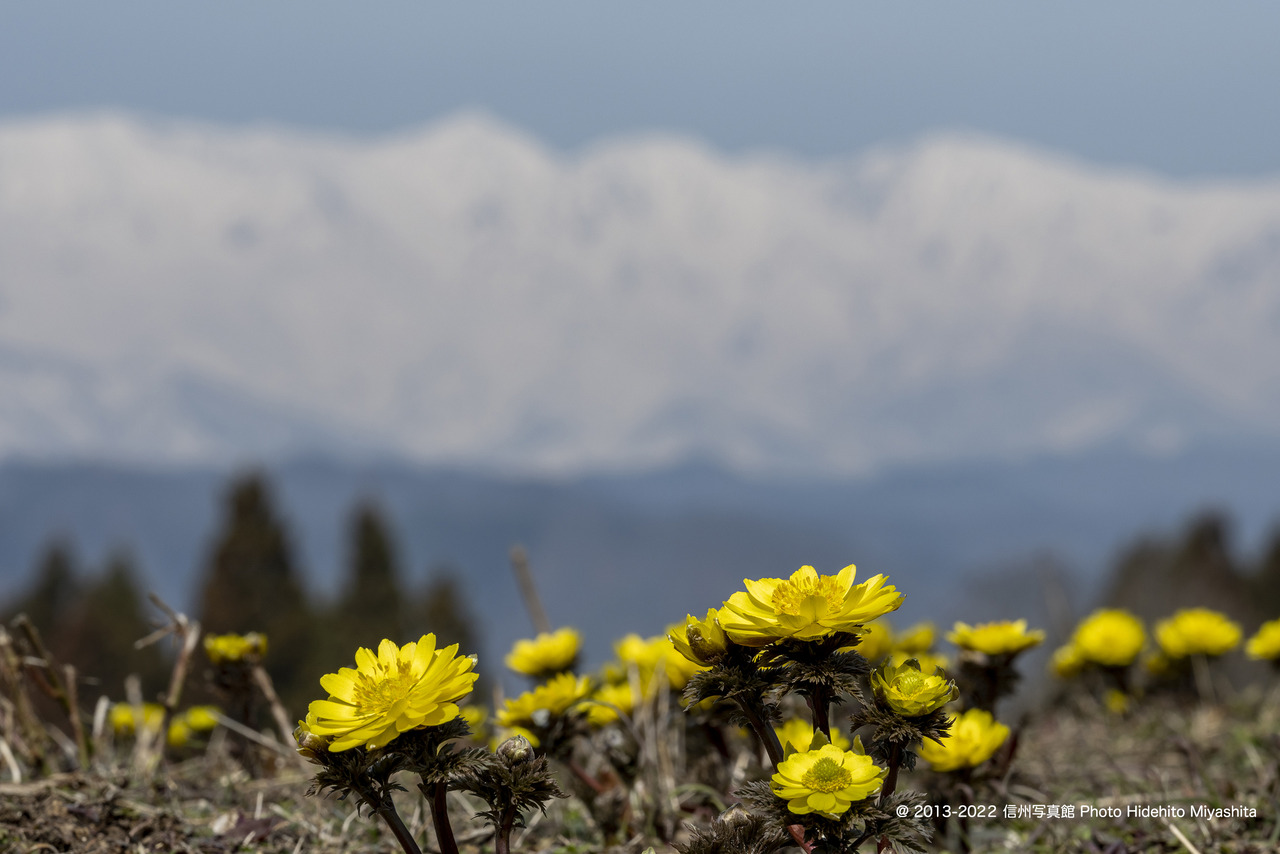 白馬三山を従えて_20220325-_DSC9397