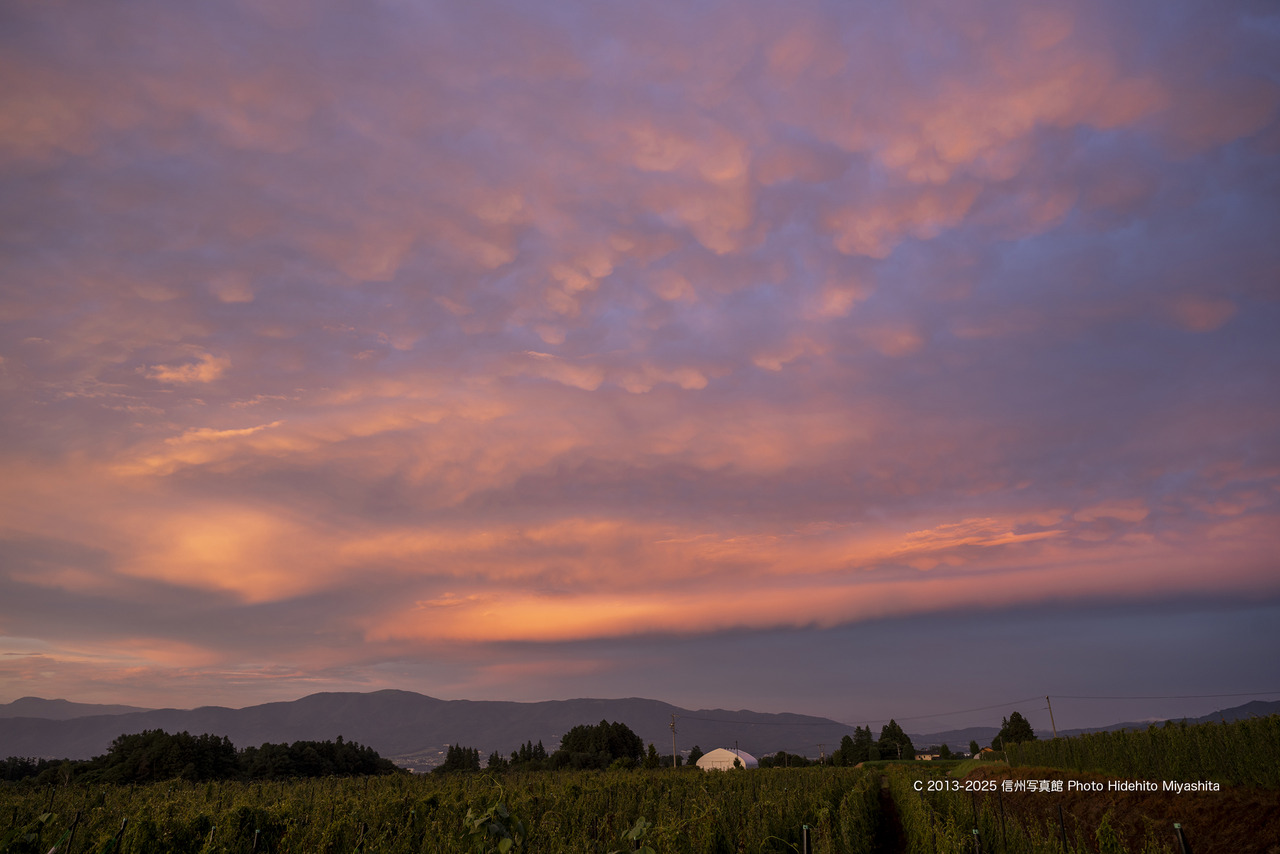 20250724-_DSC7121 のコピー