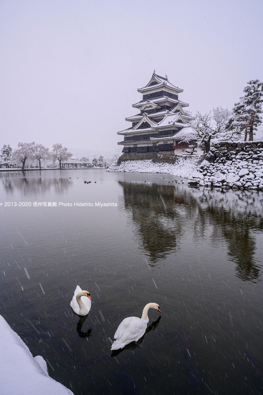雪降る松本城にて_20200128-_DSC7697