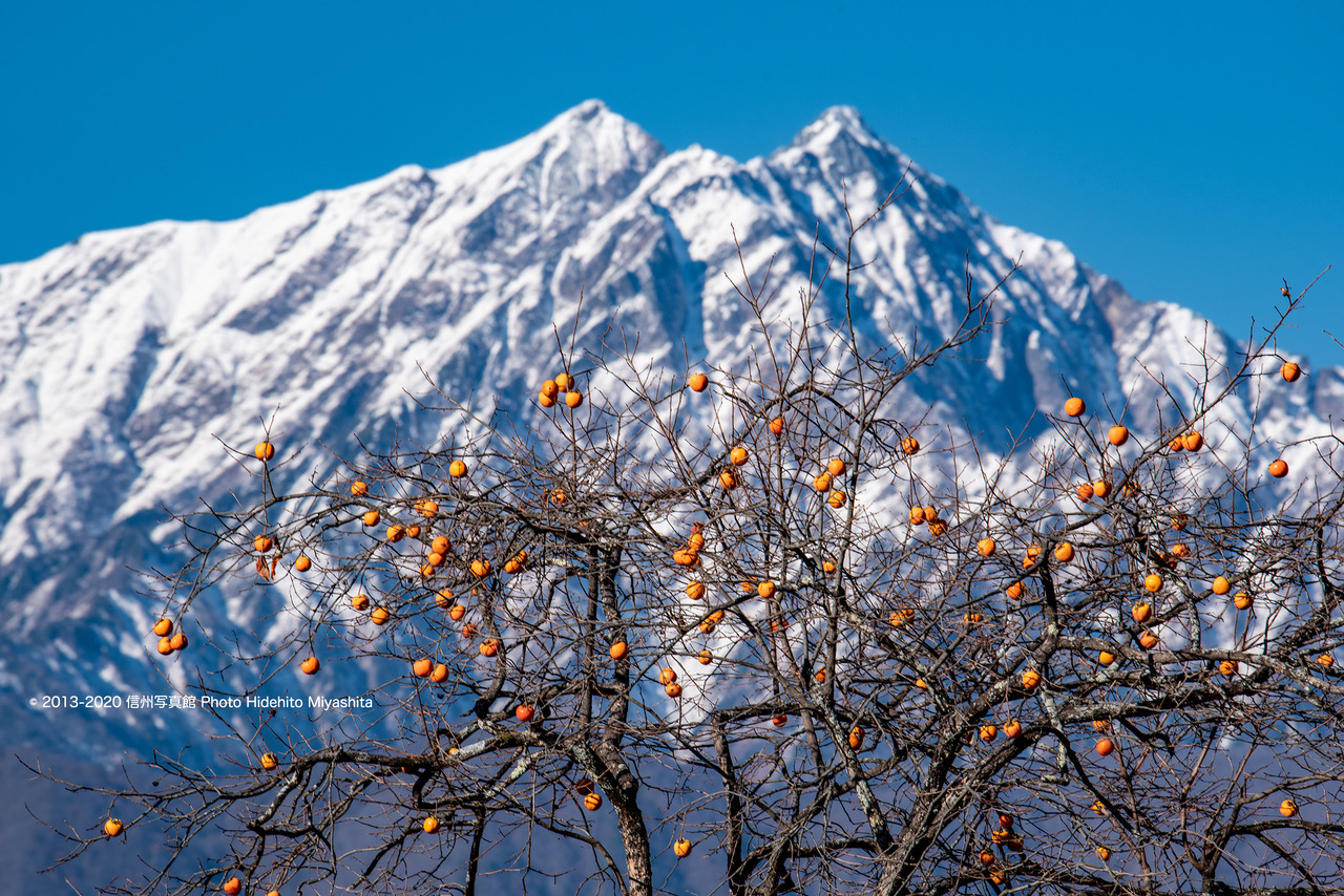 実った柿と鹿島槍ヶ岳_20201122-_DSC6251
