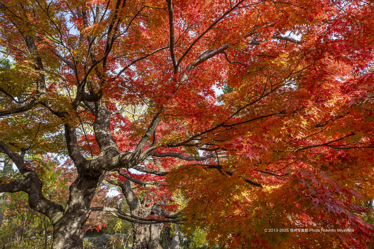 20251108-_DSC7977 のコピー