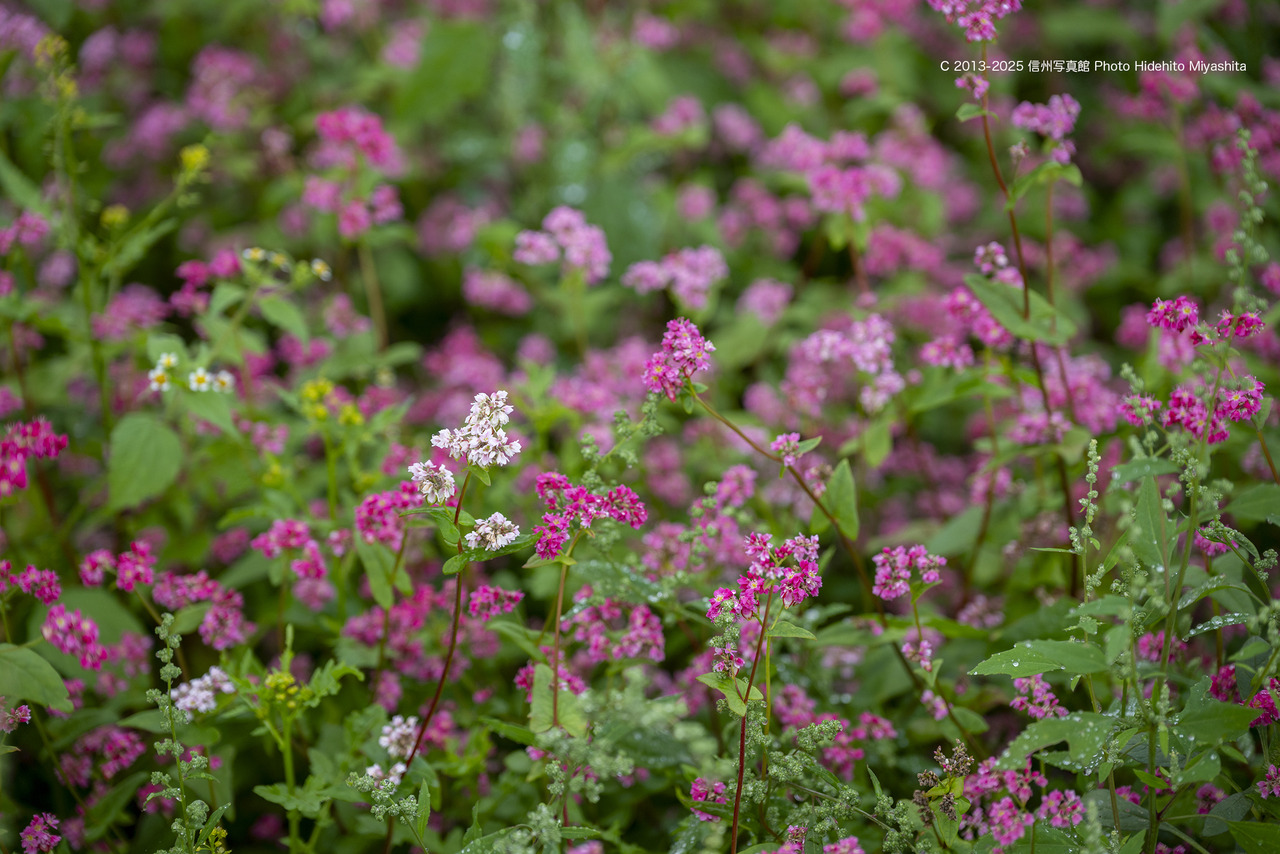 20251005-_DSC3688 のコピー