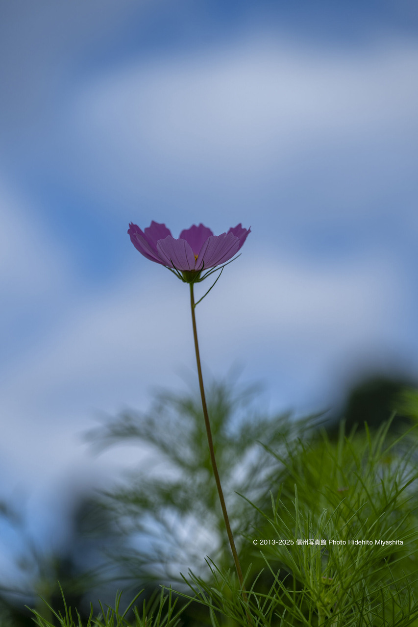 20250726-_DSC5000 のコピー