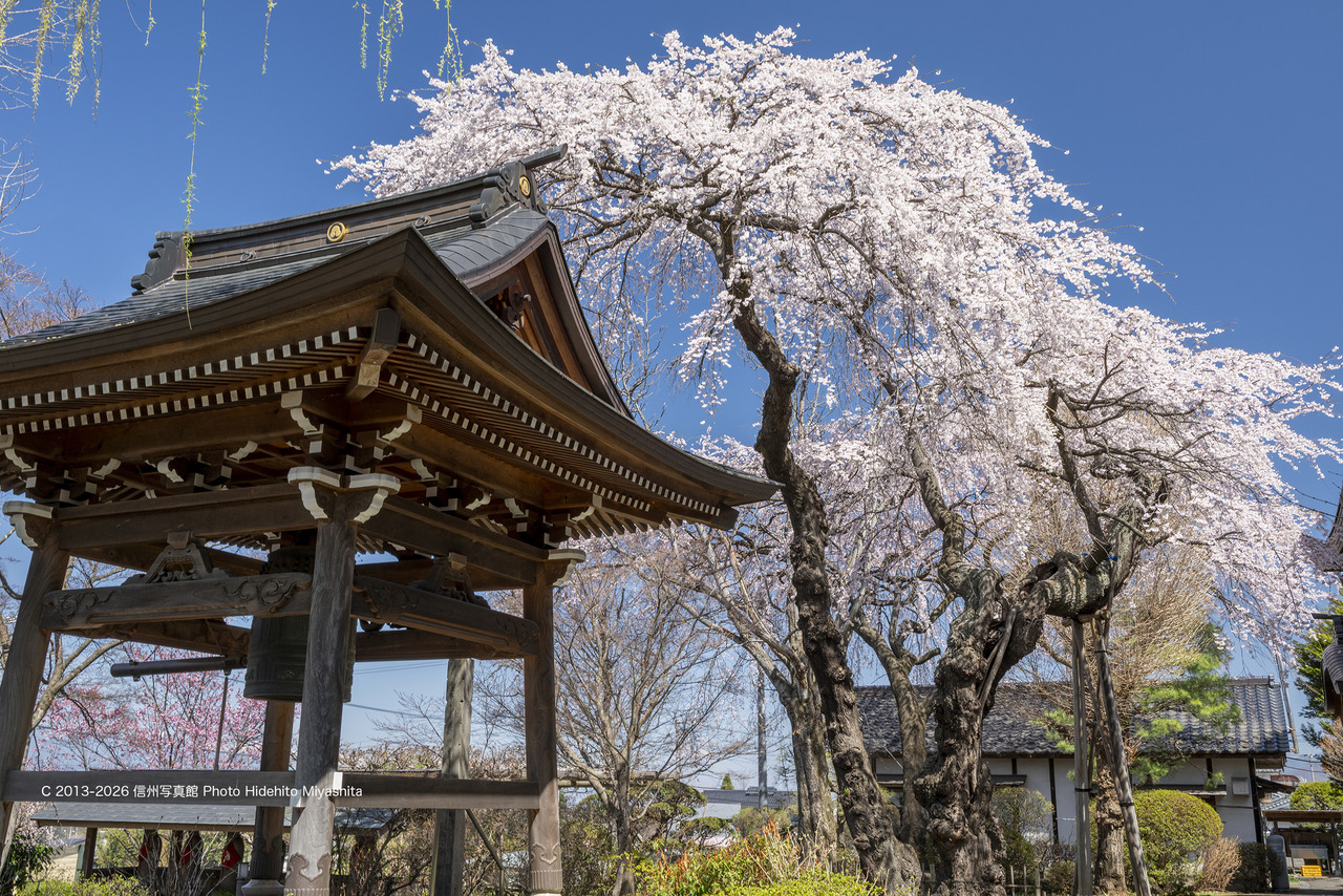 20260408-_DSC6577 のコピー