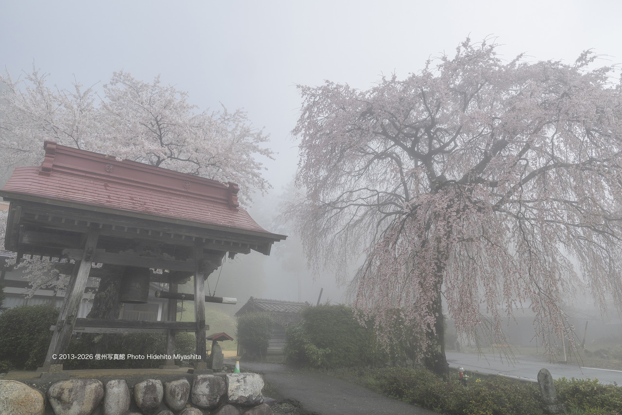 20260405-_DSC5997 のコピー