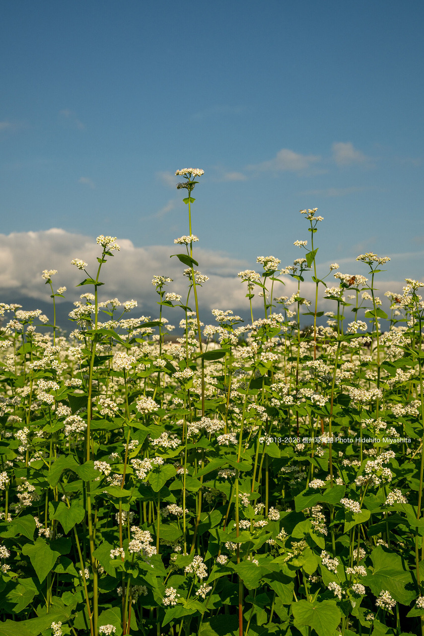 20260902-_DSC2627 のコピー