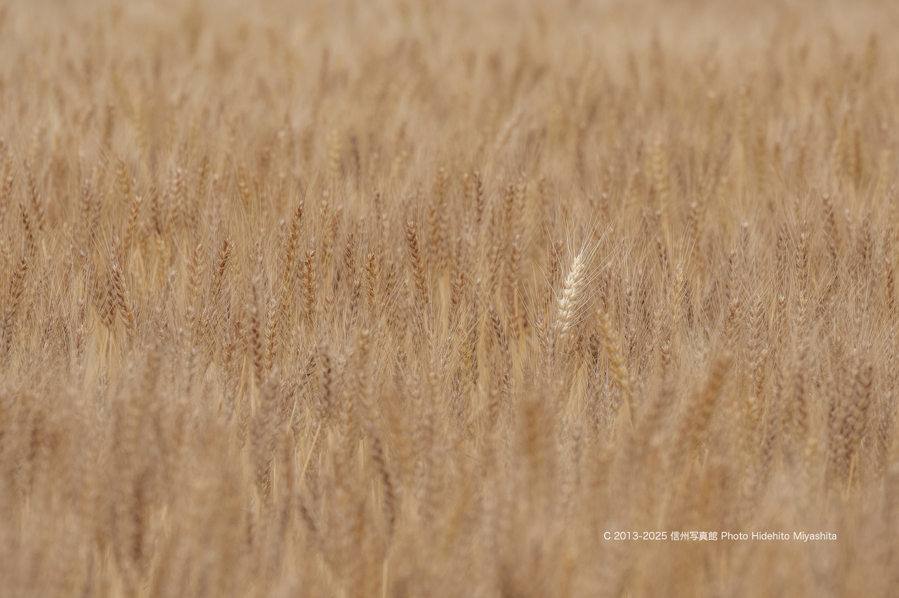 20250614-_DSC9467 のコピー