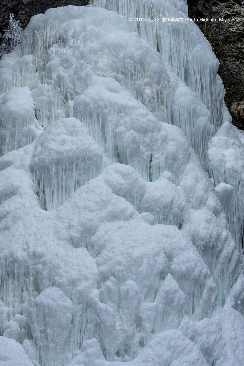 カリフラワー？_20220130-_DSC7272