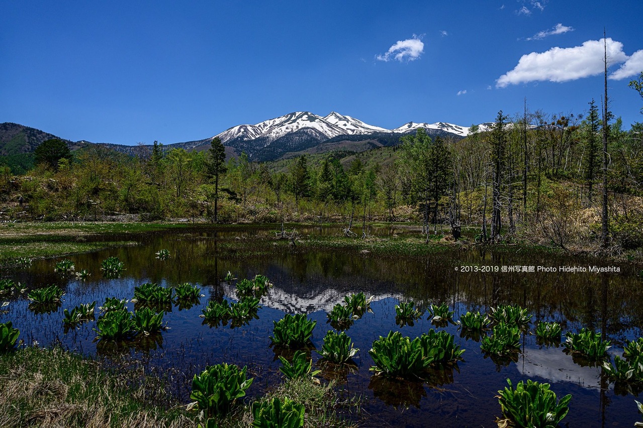 初夏のどじょう池…