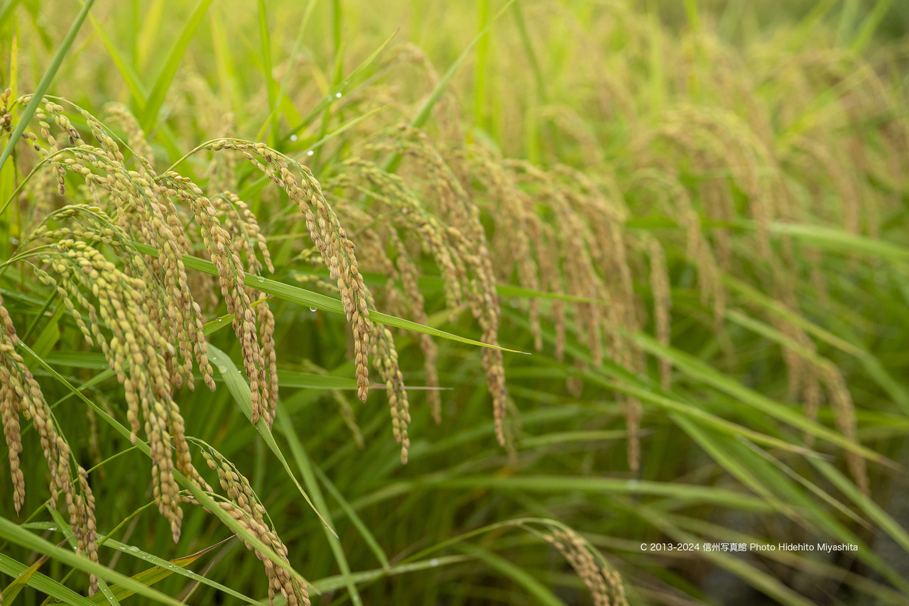 20240901-_DSC6376 のコピー