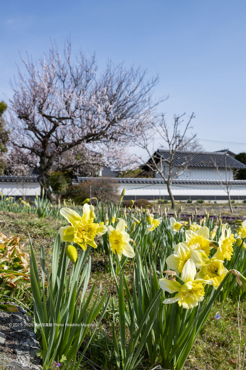 20250330-DSC_8059 のコピー